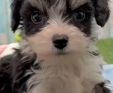 Cavachon Puppies For Sale Florida Fur Babies